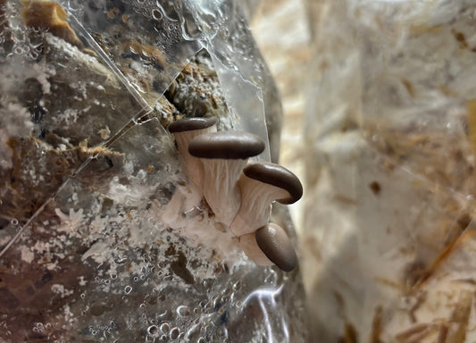 Three tiny blue-grey oyster mushrooms, with waxy caps and gilled stems, emerge from a humid bag of mushroom mycelium on The Cheshire Mushroom Co farm.