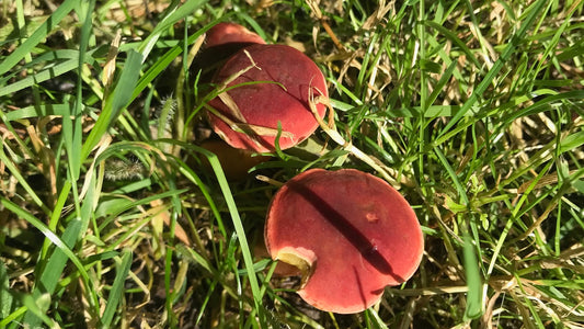 Two large mushrooms with thick, red wine coloured caps emerge out of the green blades of grass in a field at The Cheshire Mushroom Co farm.