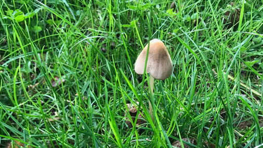 A small, ash brown mushroom sprouts from bright green blades of grass in a field at The Cheshire Mushroom Co farm.