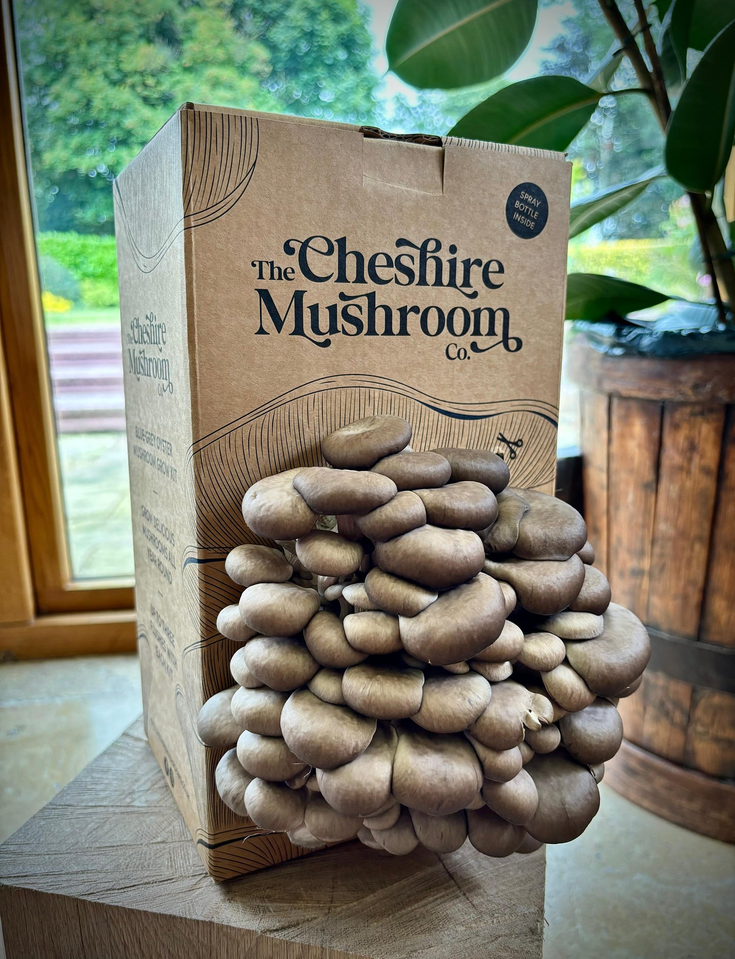 Blue-Grey Oyster Mushroom Grow Kit