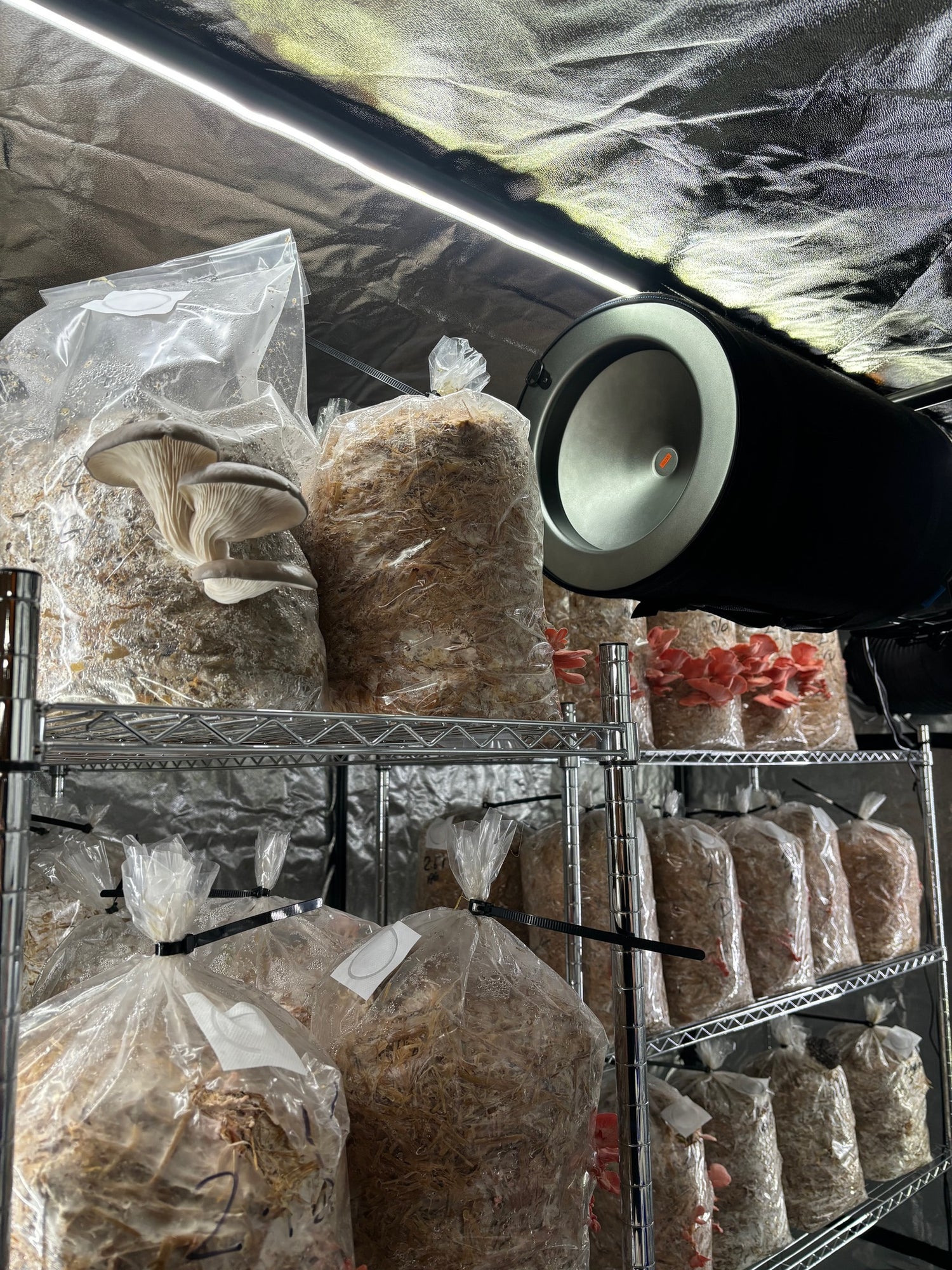 Blue-grey and pink oyster mushrooms grow out of their grow bags in the fruiting room of The Cheshire Mushroom Co farm. In the foreground, a black carbon filter hangs from the ceiling.