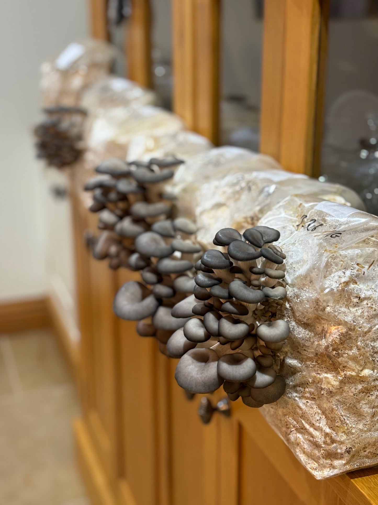10T Unicorn Mushroom Grow Bag - with Filter Patch