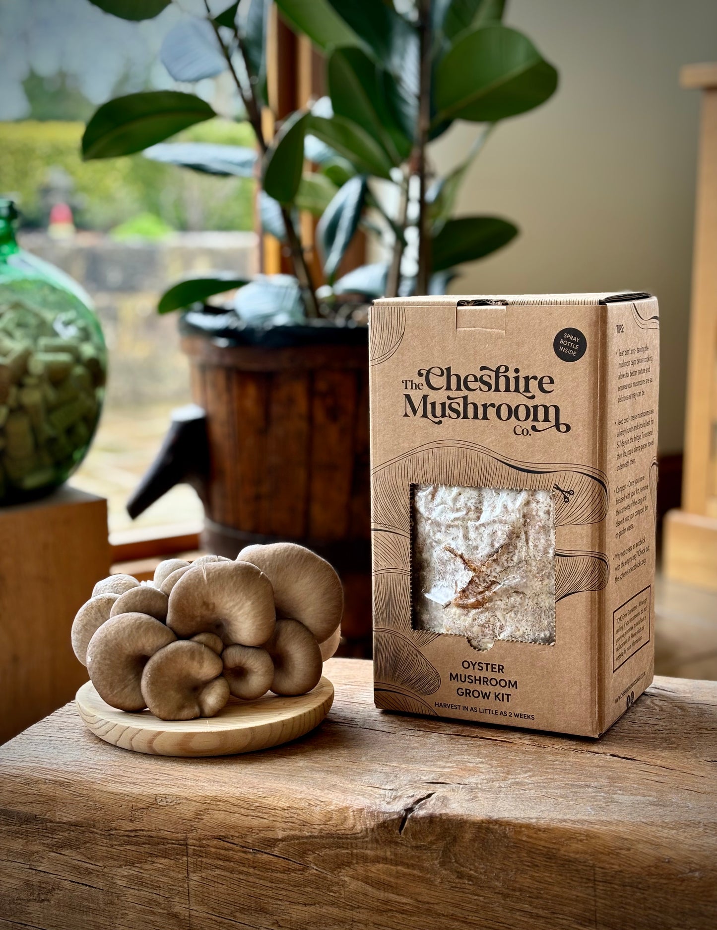 Oyster mushroom grow-at-home kit box by The Cheshire Mushroom Co sits on a wooden table. There is a bowl of blue-grey oyster mushrooms next to it, and a big green plant behind.