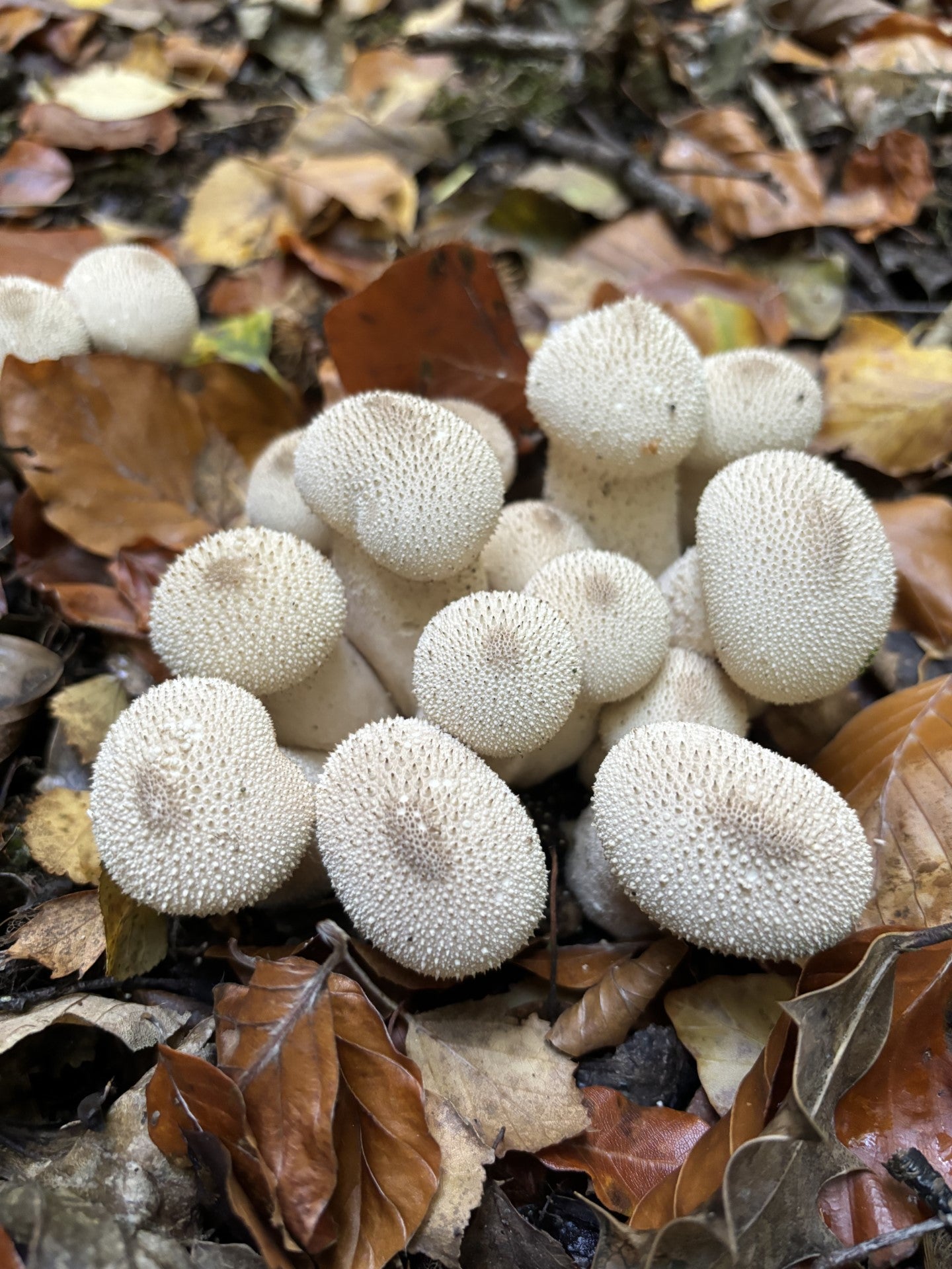 A large cluster of white, spiky puffball mushrooms lie among fallen autumn leaves on The Cheshire Mushroom Co farm.
