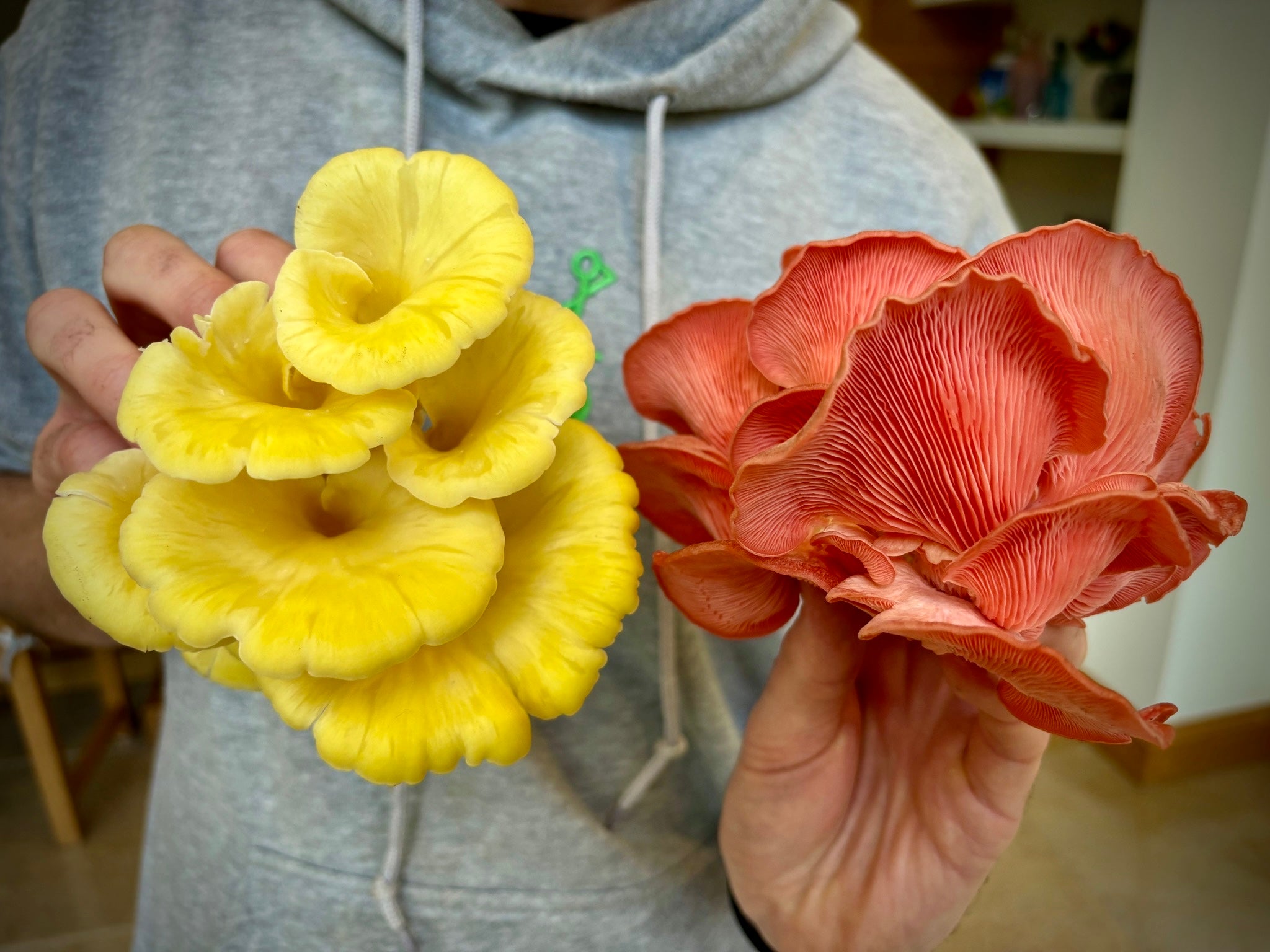 Two hands hold up two clusters of oyster mushroom, one of vibrant yellow oyster and one of bright pink oyster.