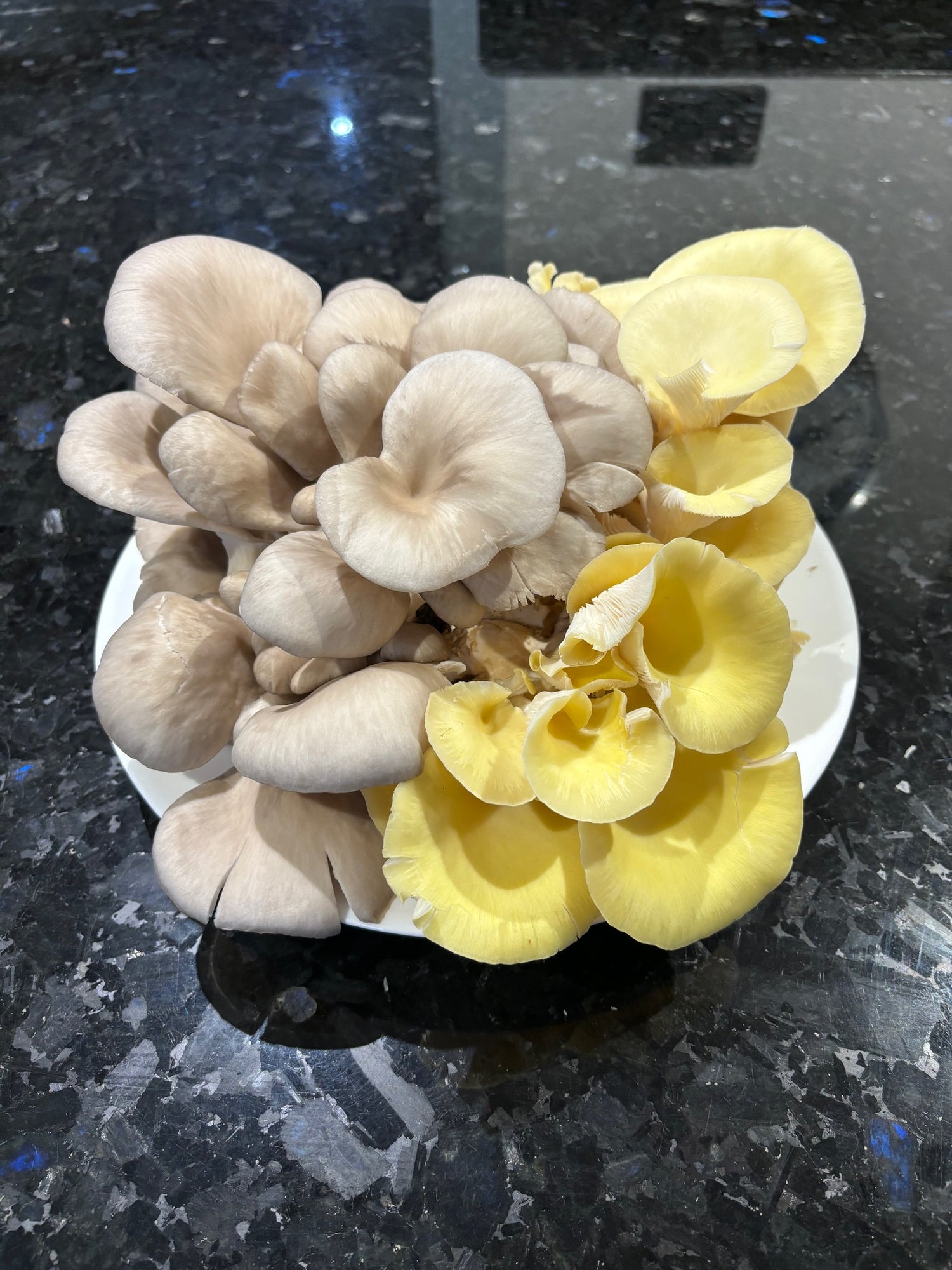 Bird’s eye view of a blue-grey and vibrant yellow oyster mushroom harvest. They sit in a white ceramic bowl, on a black marble tabletop.