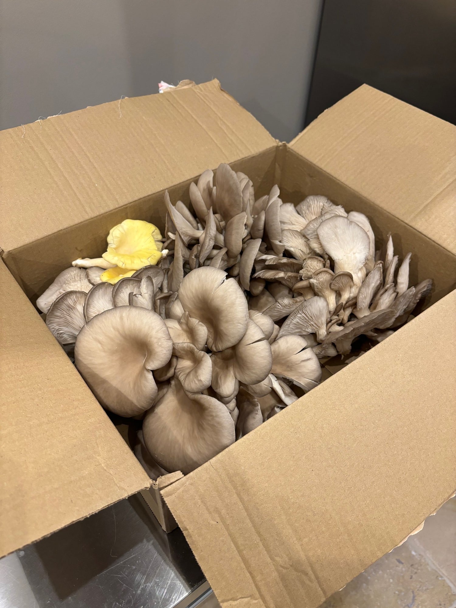 Bird’s eye view of a blue-grey and vibrant yellow oyster mushroom harvest. They sit in a large cardboard box.