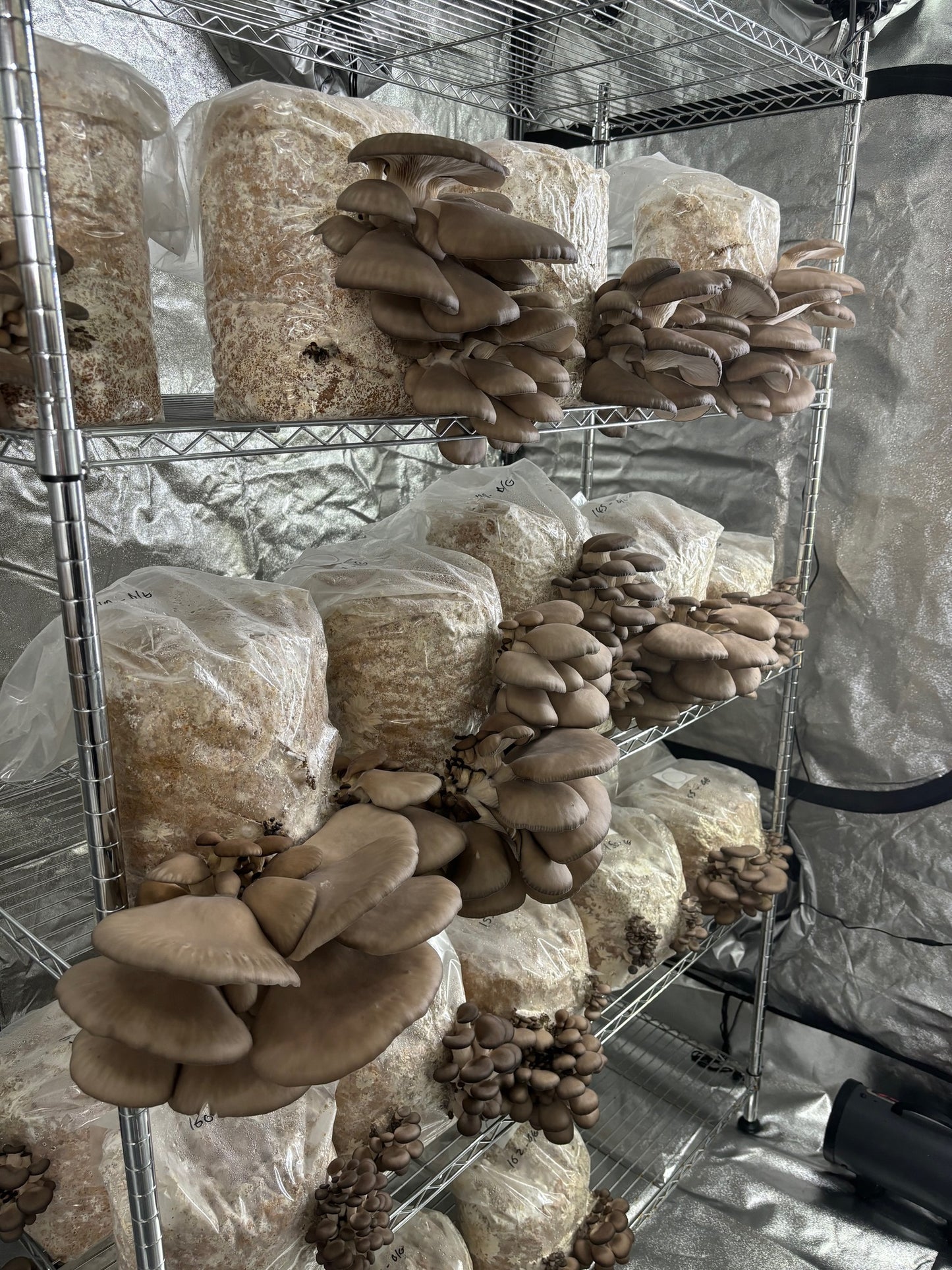 Large Mushroom Grow Bag (25x50cm) - with Filter Patch