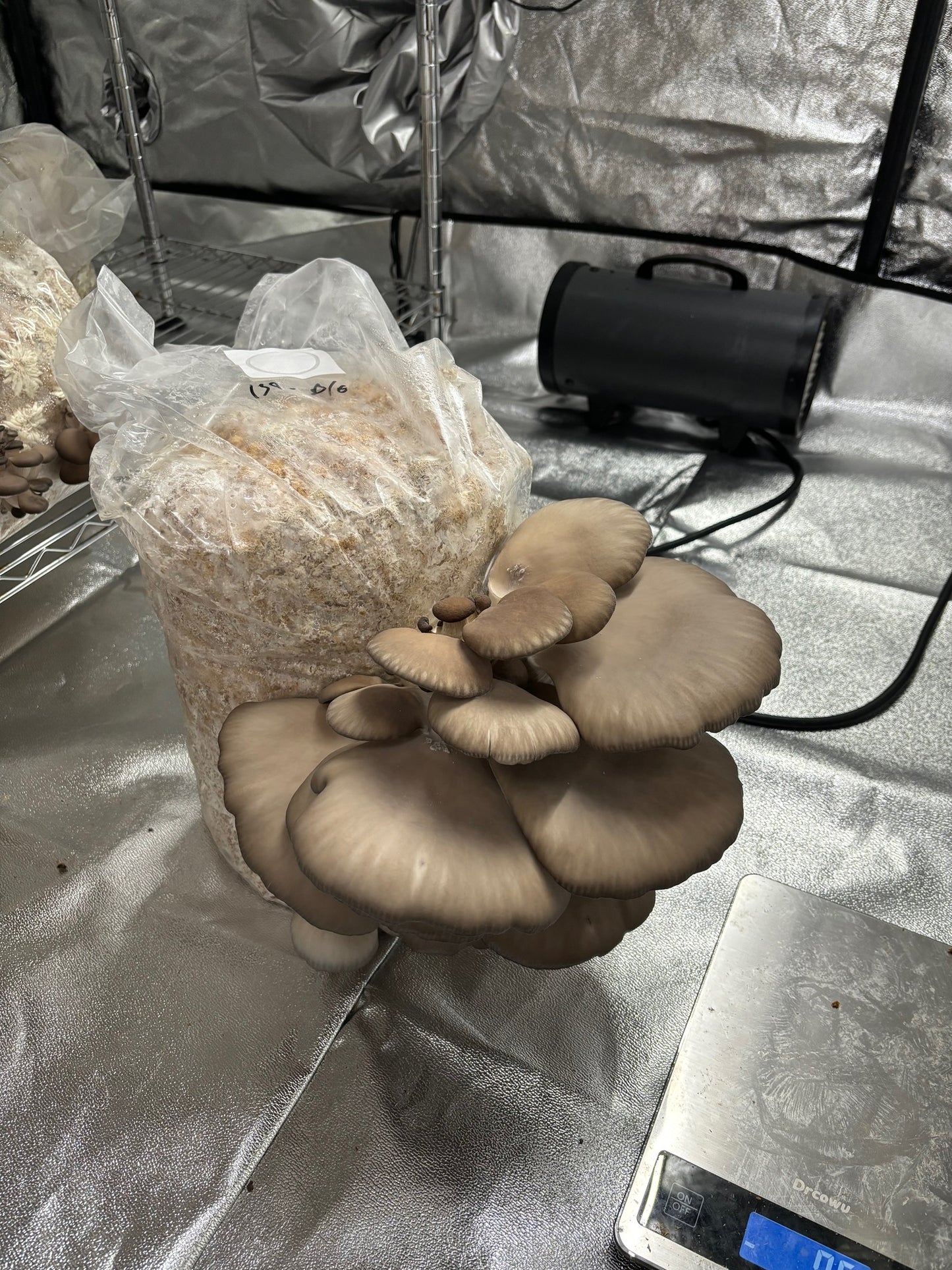 Large Mushroom Grow Bag (25x50cm) - with Filter Patch
